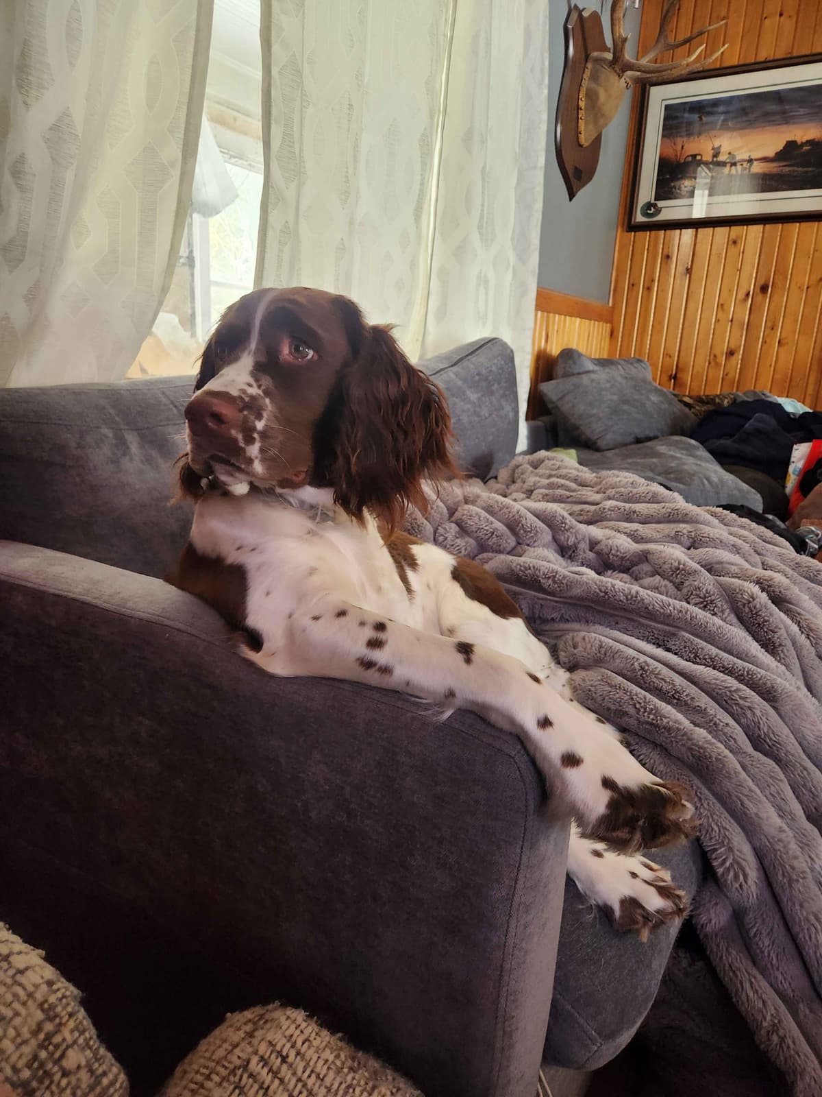 English Springer Spaniel Puppies breeder image 3