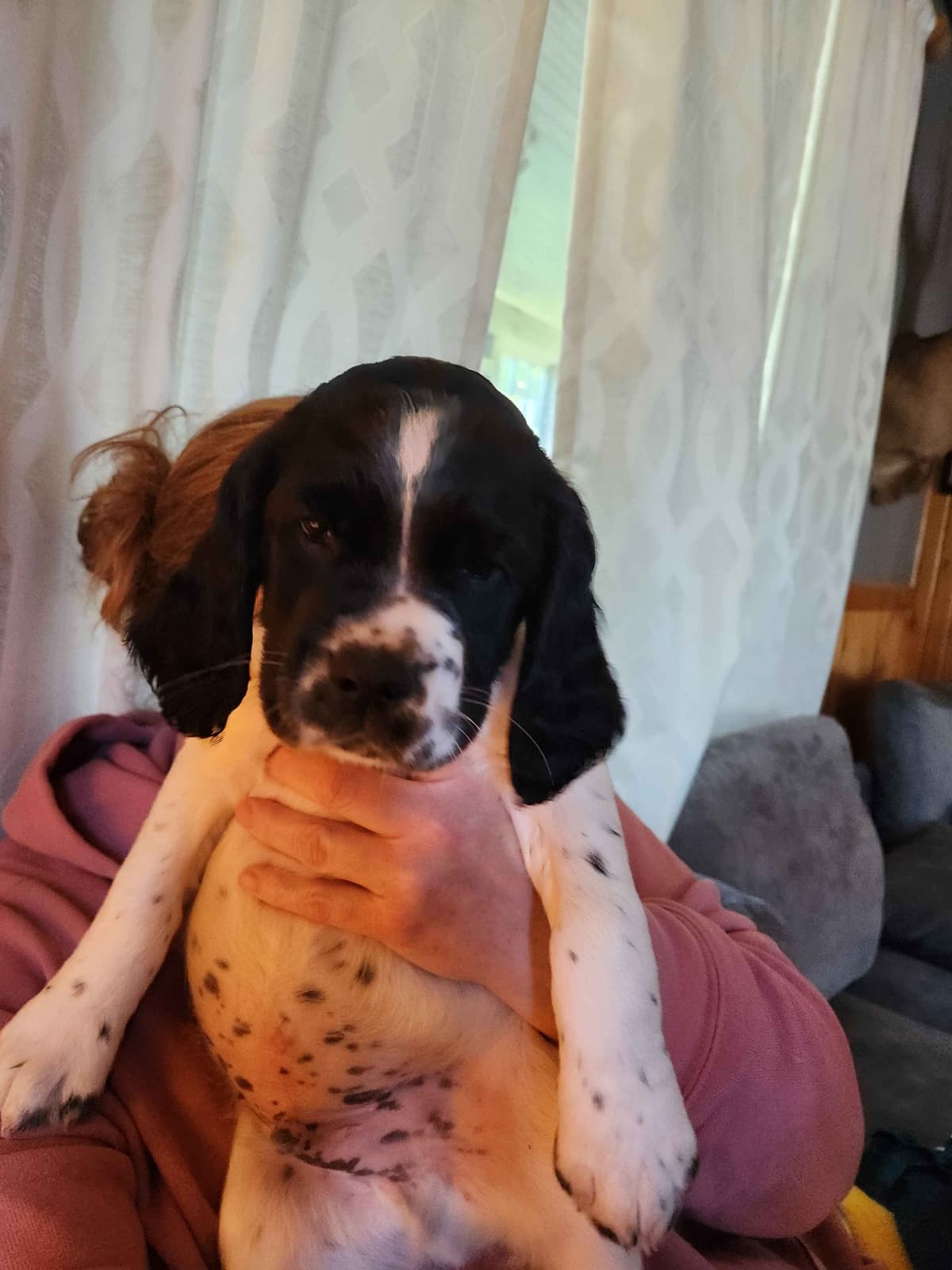 English Springer Spaniel Puppies breeder image 4