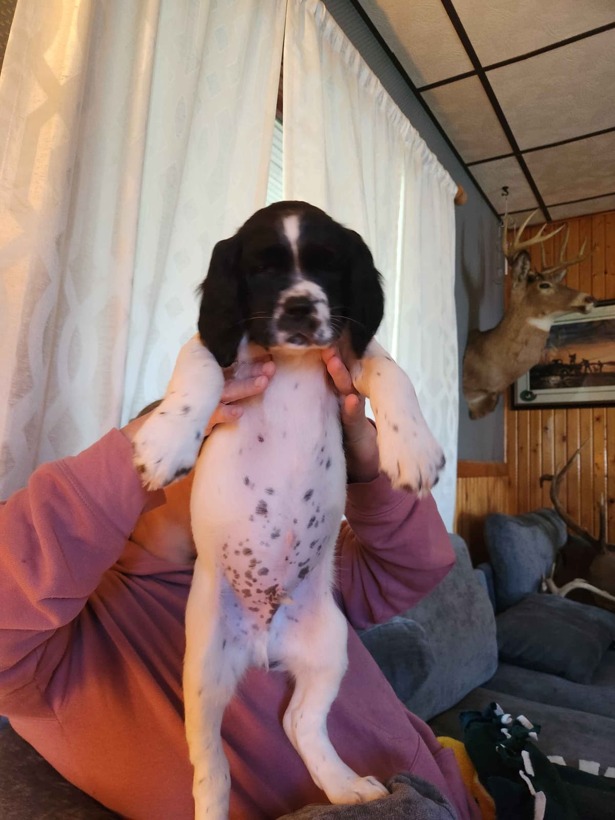 English Springer Spaniel Puppies breeder image 5