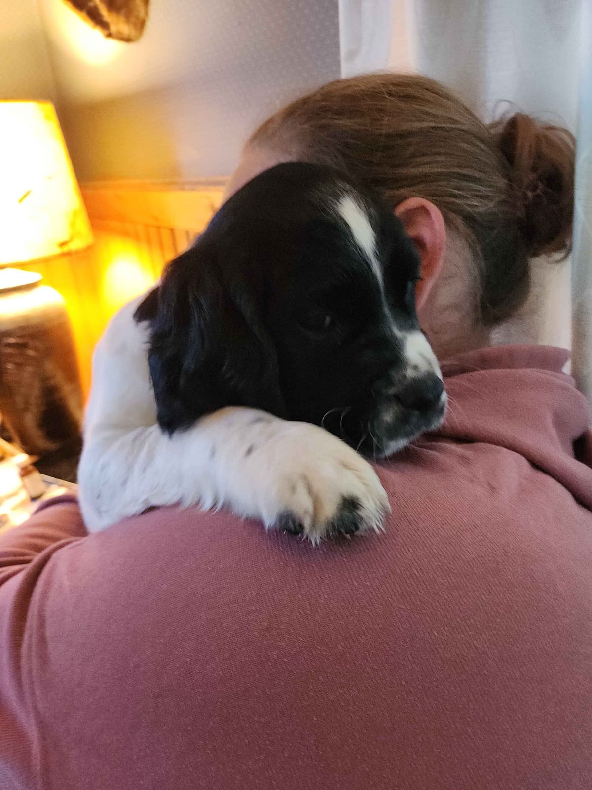 English Springer Spaniel Puppies breeder image 6