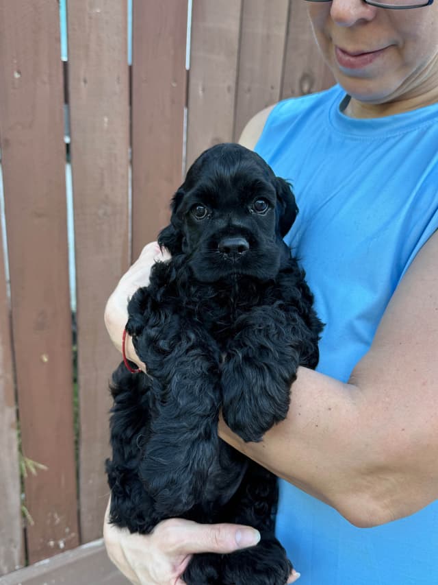 Cocker Spaniel Puppies media 2