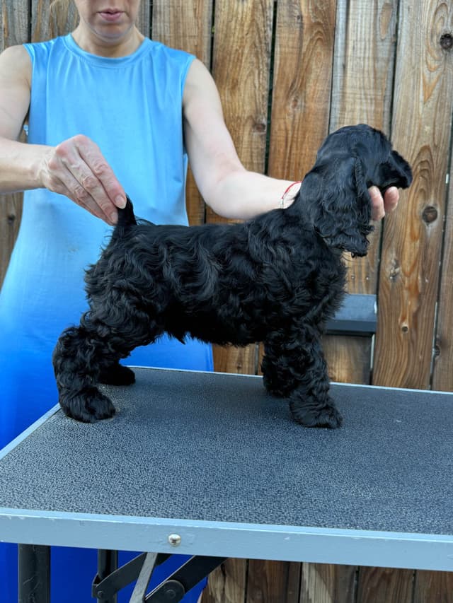 Cocker Spaniel Puppies media 3