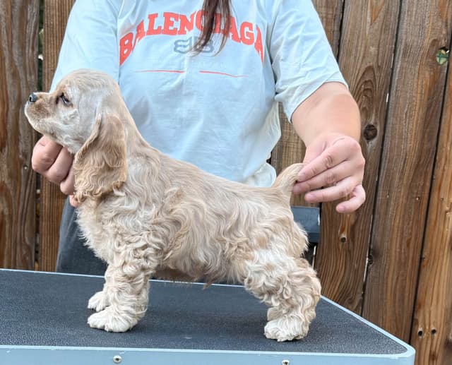 Cocker Spaniel Puppies media 4