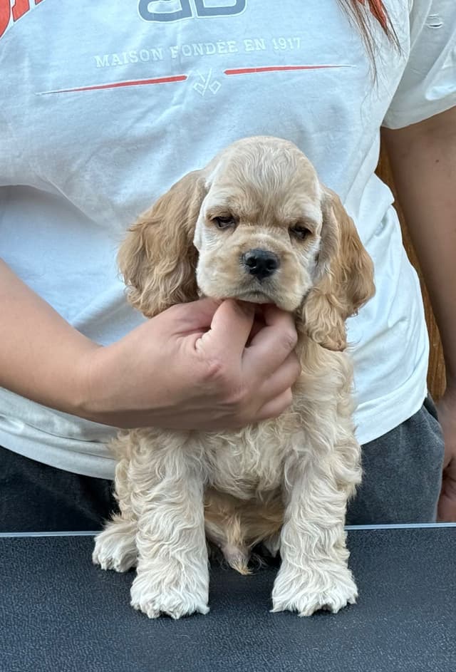 Cocker Spaniel Puppies media 5