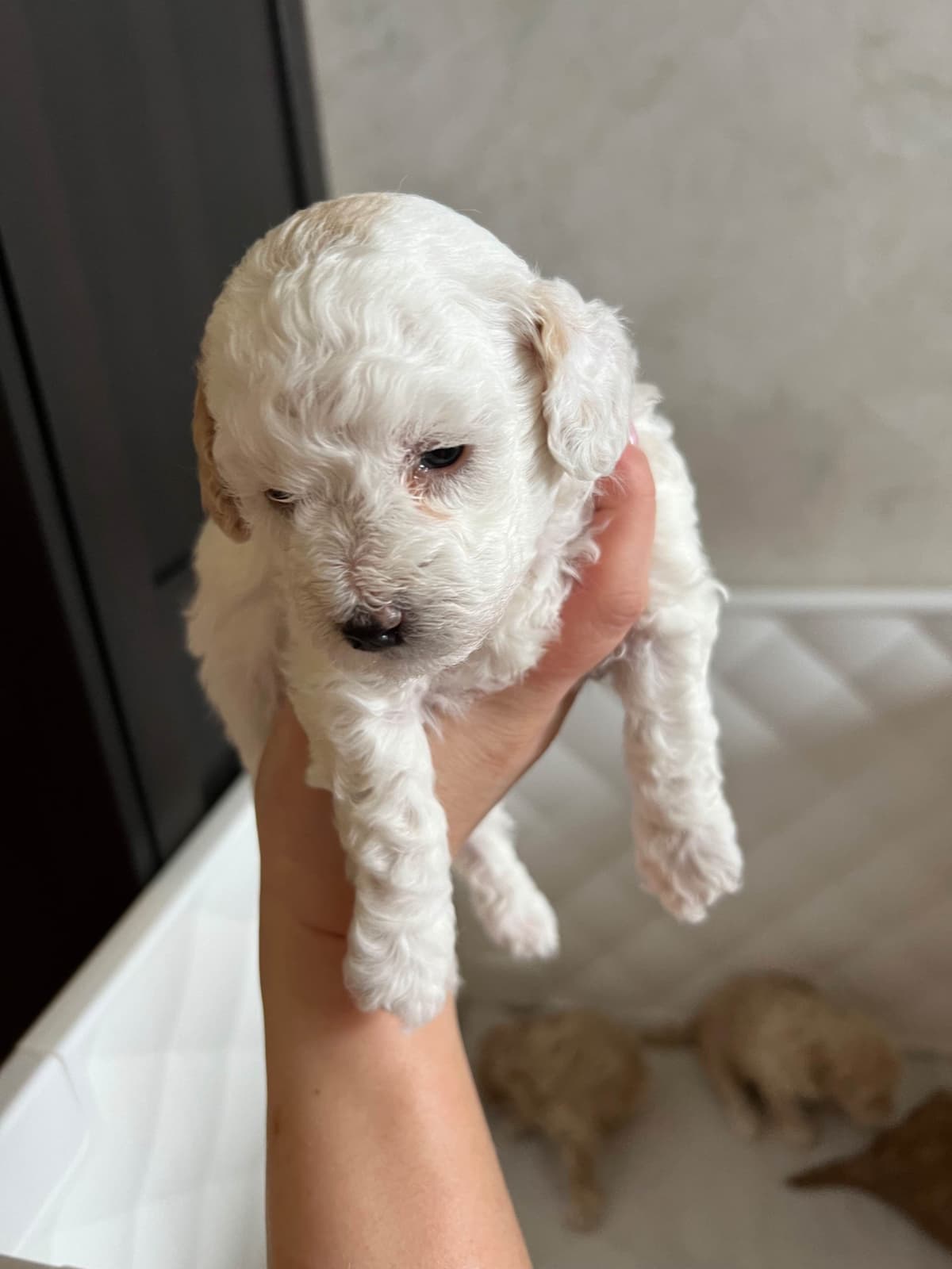 Poodle Puppies breeder image 6