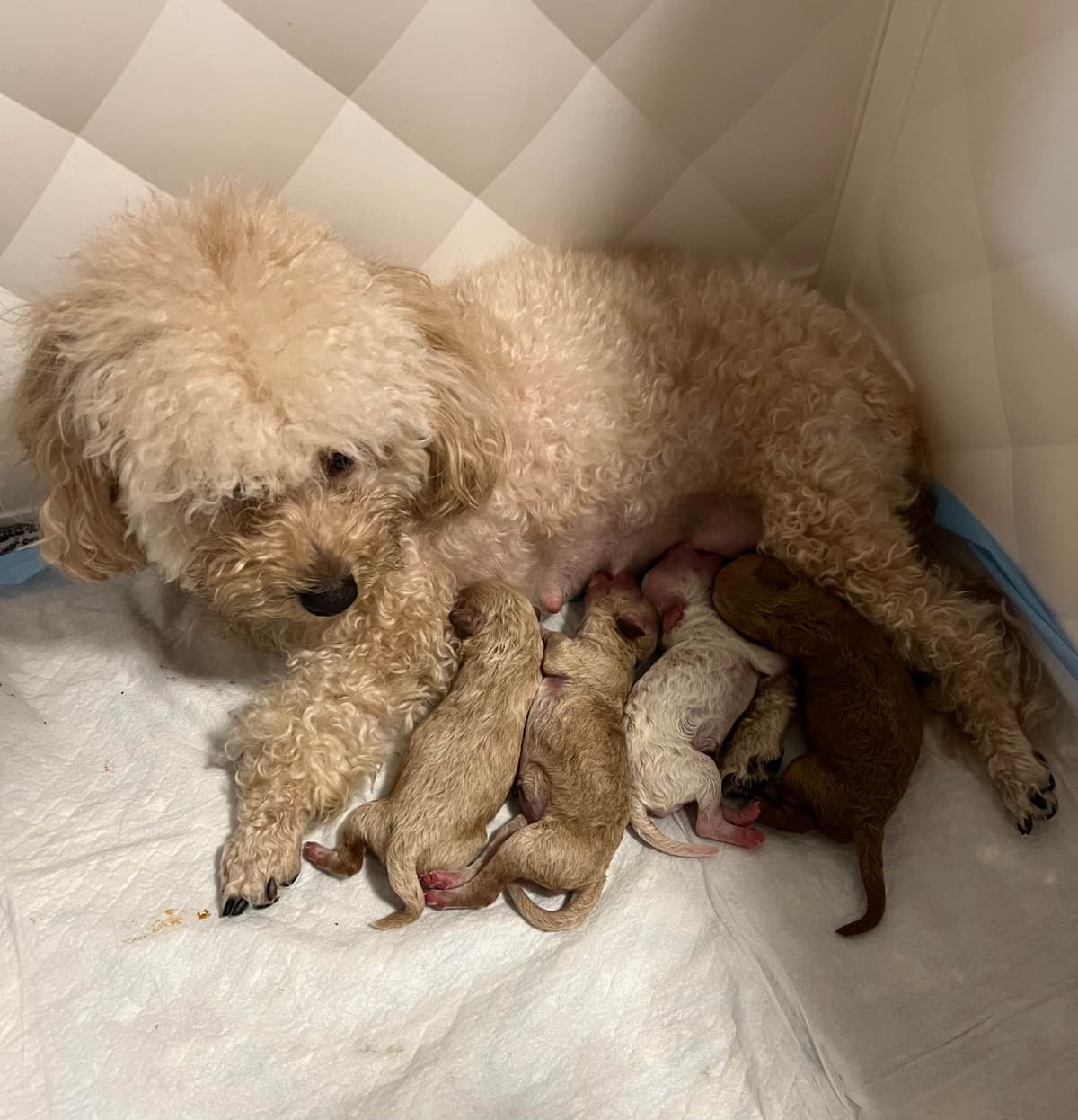 Poodle Puppies breeder image 1
