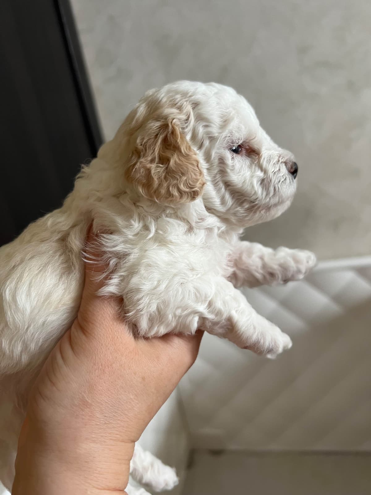 Poodle Puppies breeder image 8