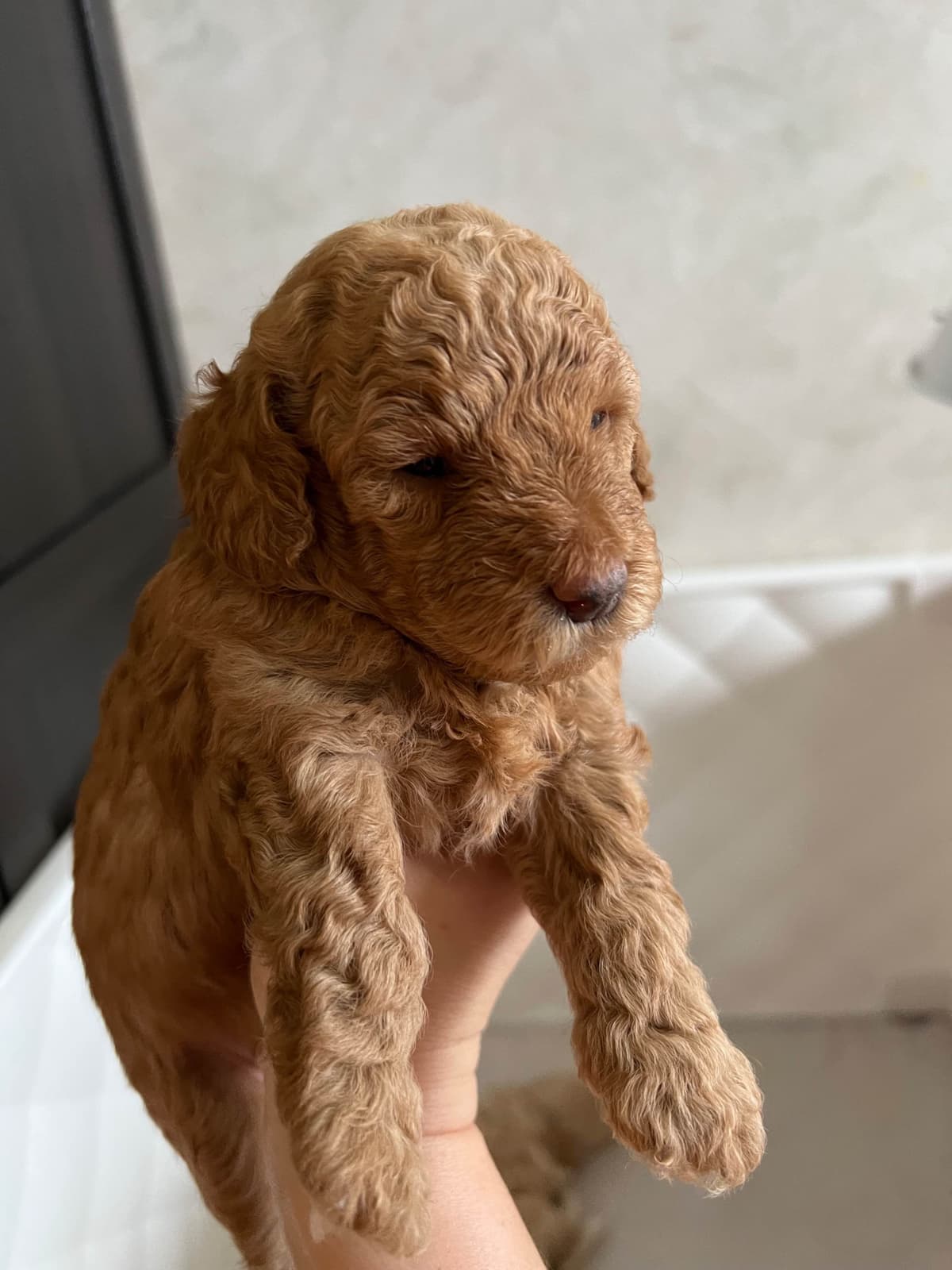 Poodle Puppies breeder image 9