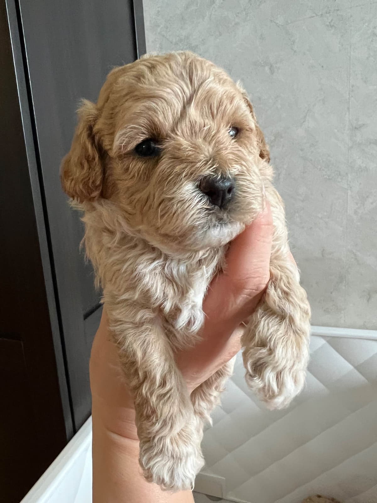 Poodle Puppies breeder image 3