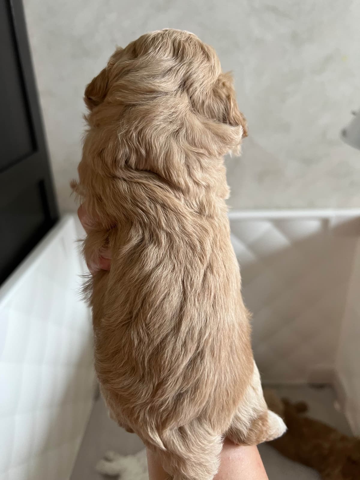 Poodle Puppies breeder image 5