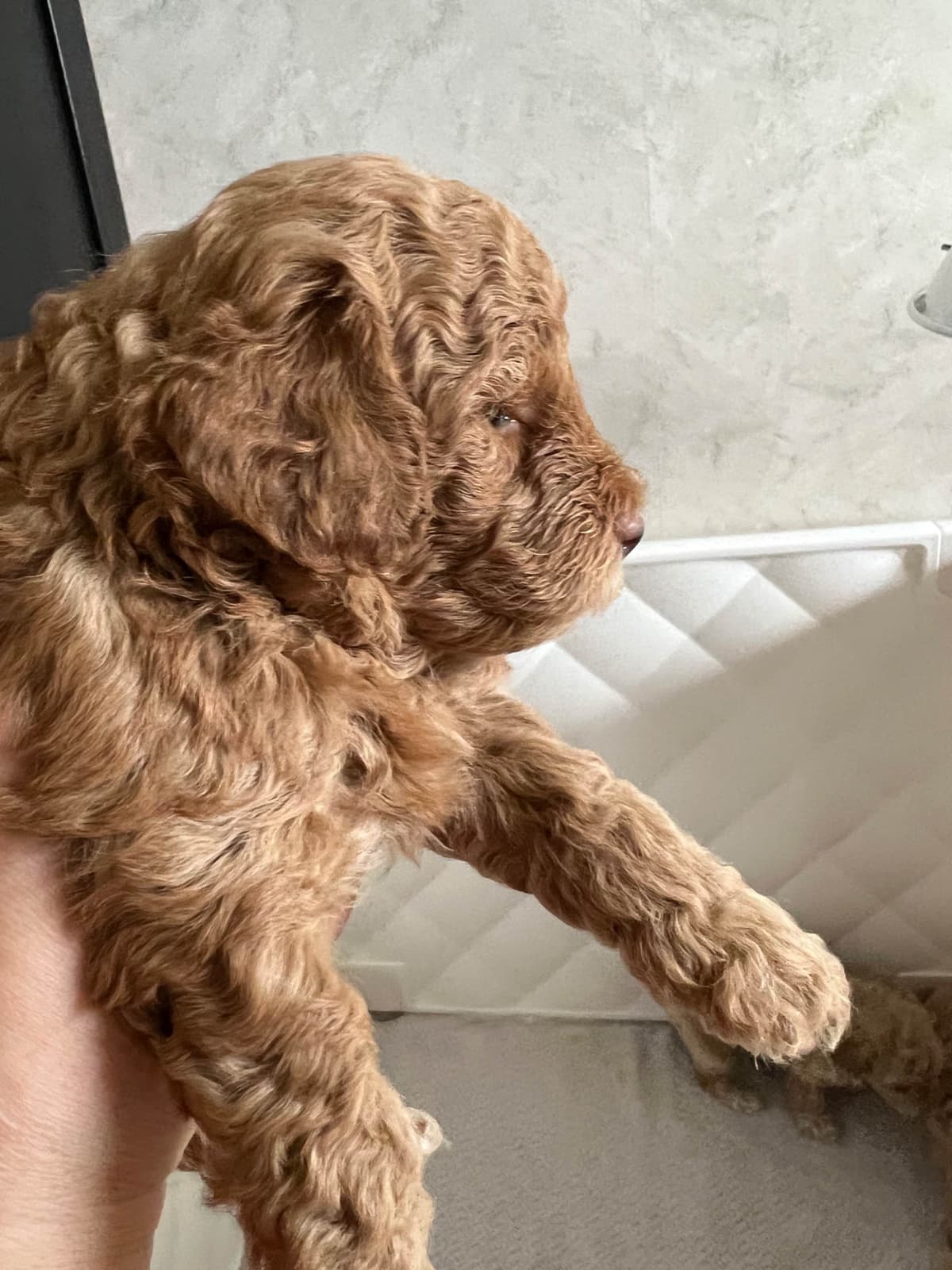 Poodle Puppies breeder image 10