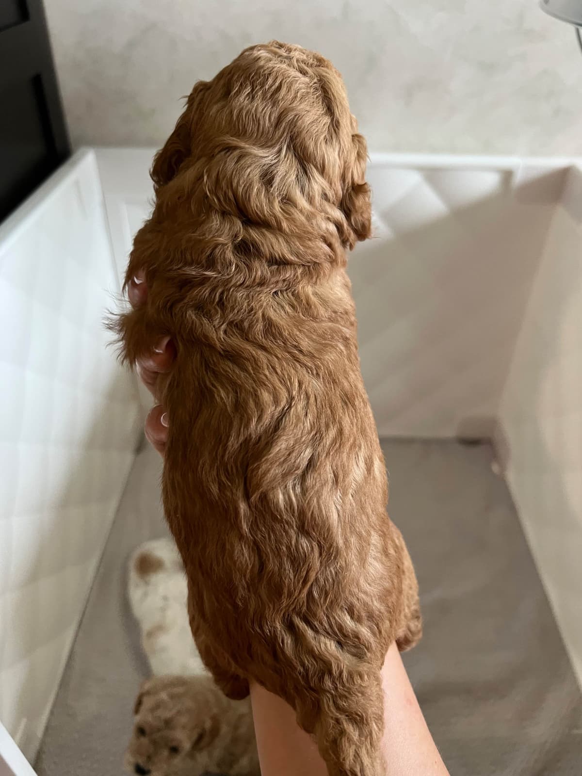 Poodle Puppies breeder image 11