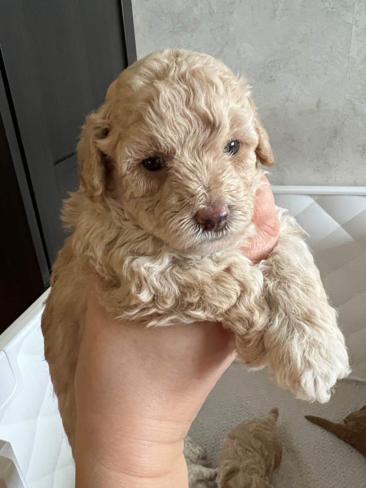 Poodle Puppies breeder image 12