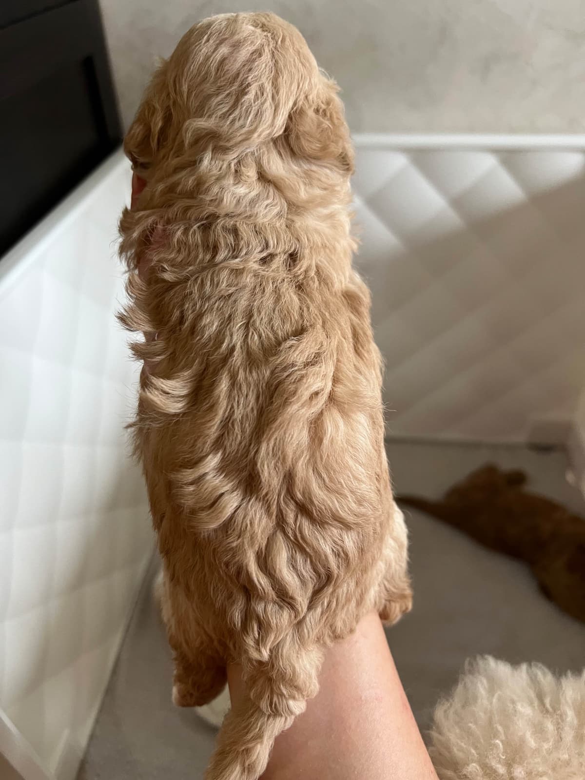 Poodle Puppies breeder image 14