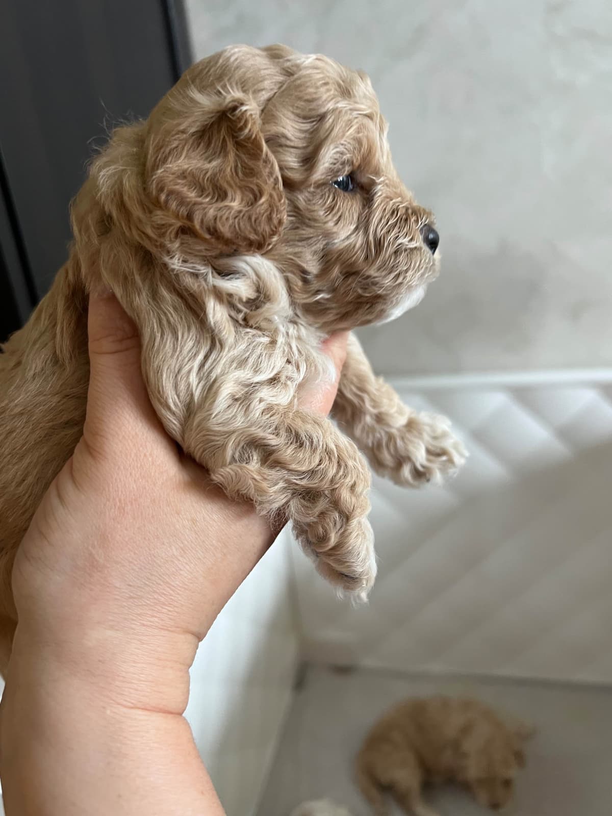 Poodle Puppies breeder image 4