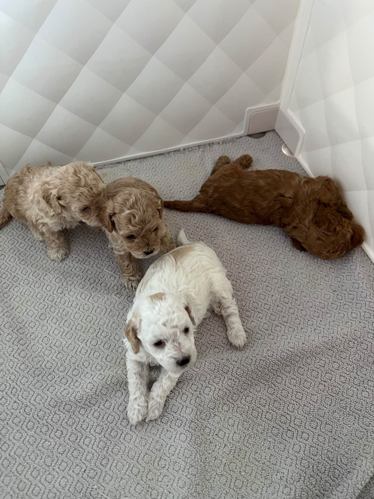 Poodle Puppies breeder image 2