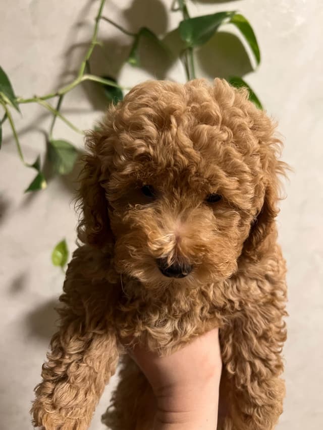 Poodle Puppies media 4