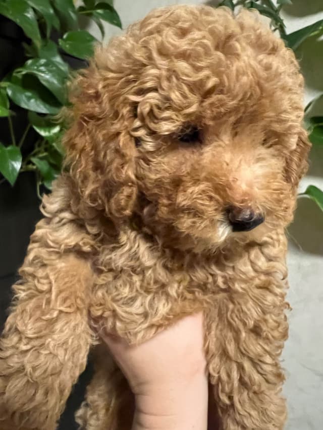 Poodle Puppies media 3
