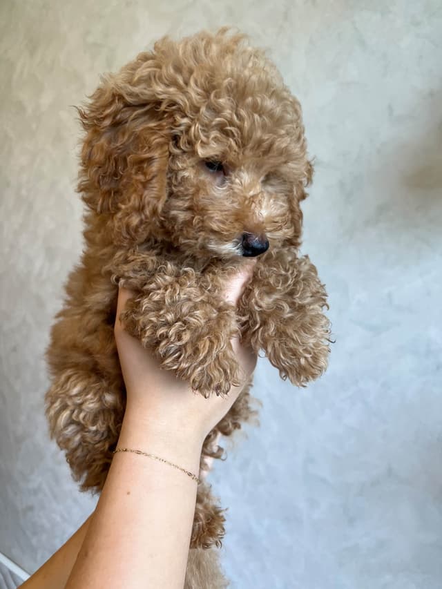 Poodle Puppies media 7