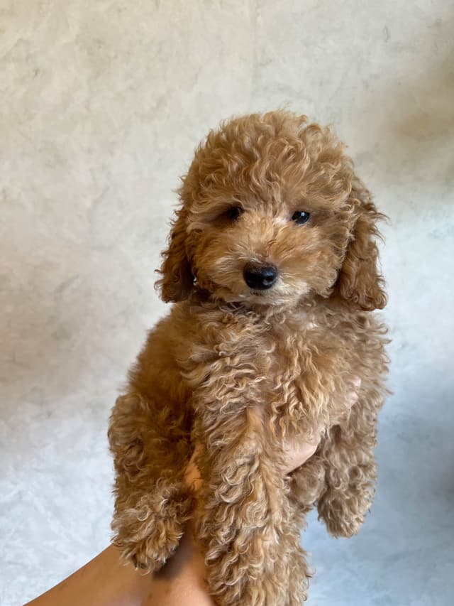 Poodle Puppies media 6