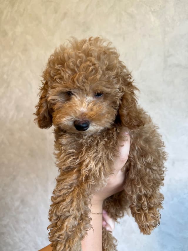 Poodle Puppies media 5