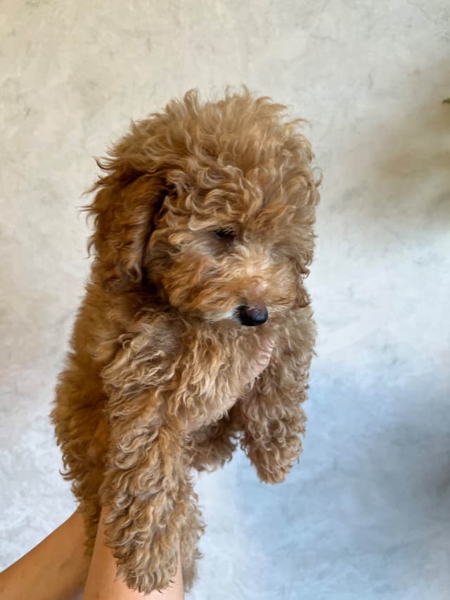 Poodle Puppies media 8