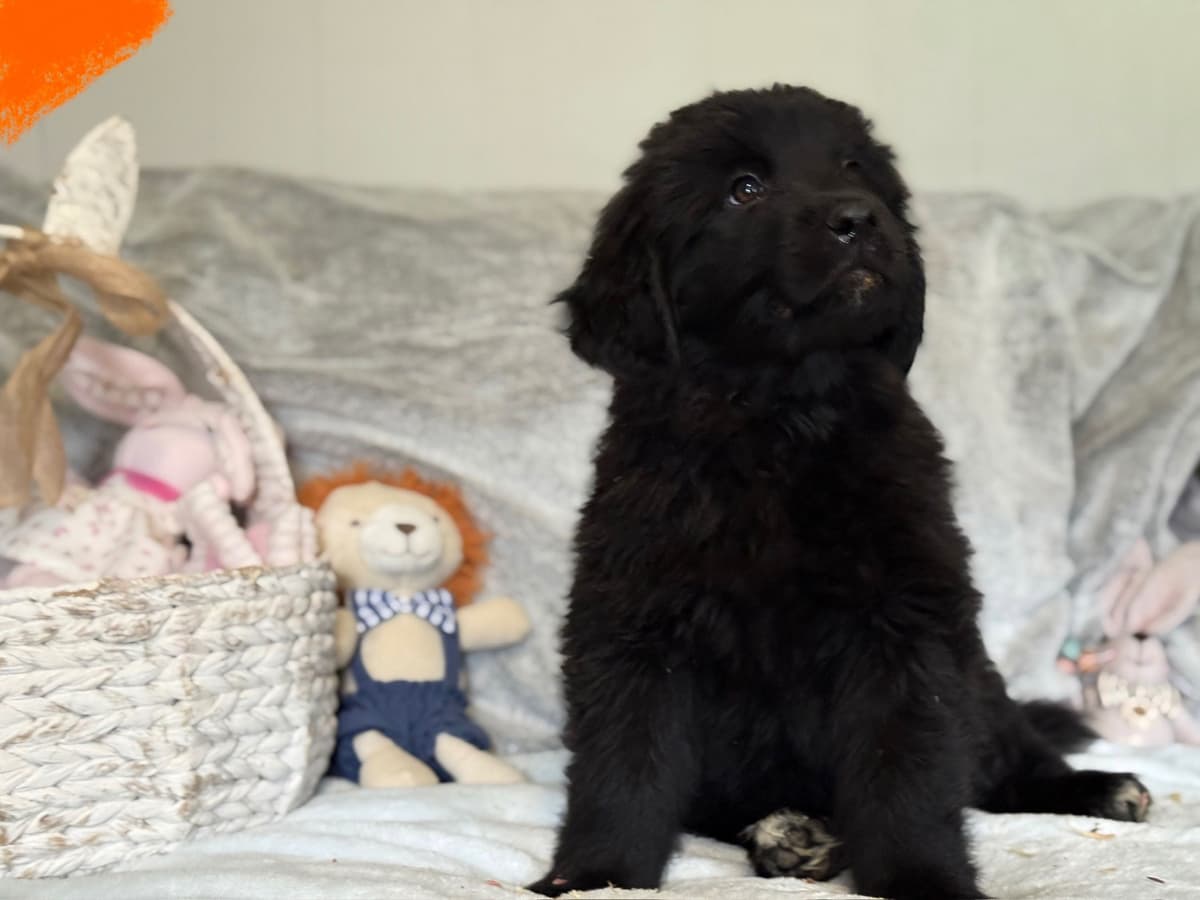 Newfoundland Puppies breeder image 3