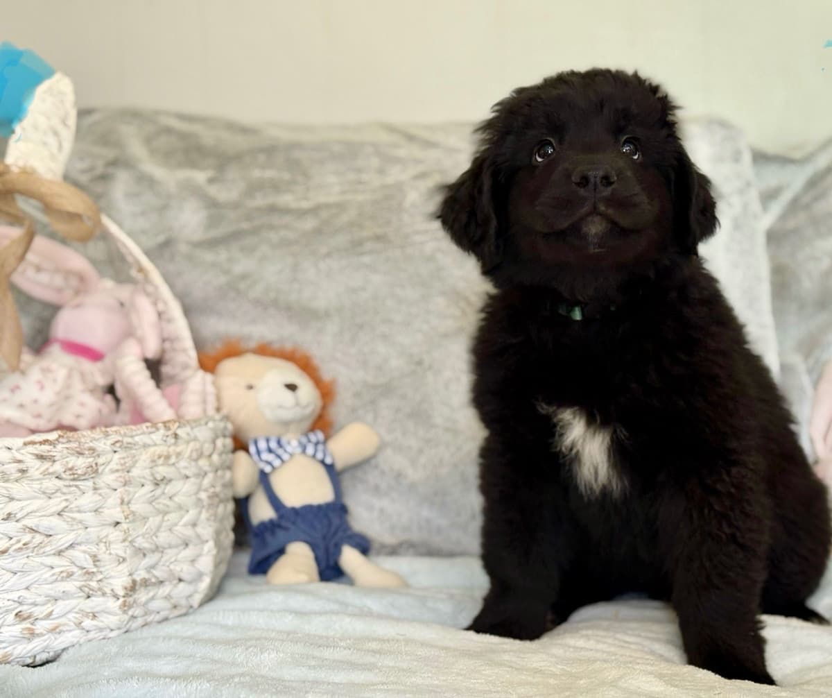 Newfoundland Puppies breeder image 1