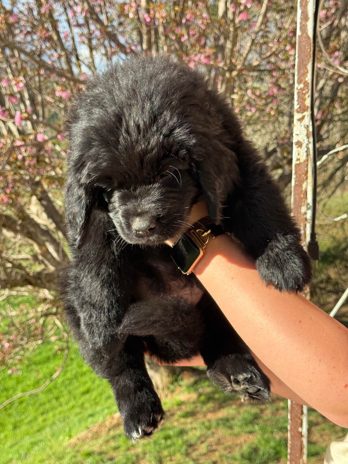 Newfoundland Puppies breeder image 5
