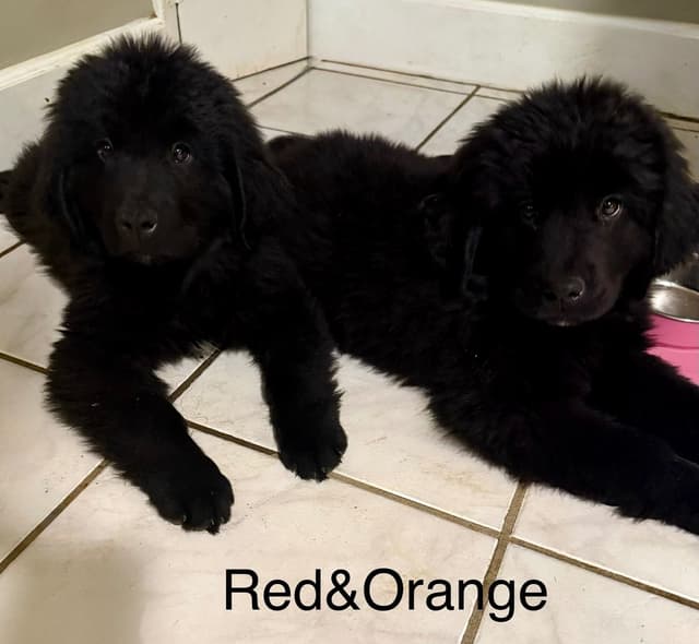 Newfoundland Puppies media 2