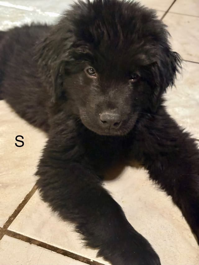Newfoundland Puppies media 3