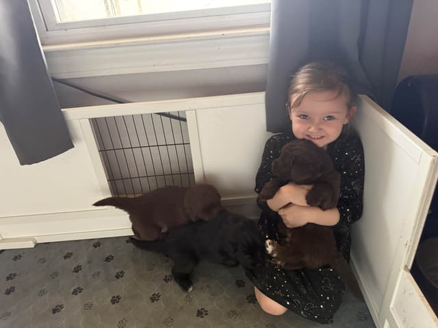 Newfoundland Puppies media 4