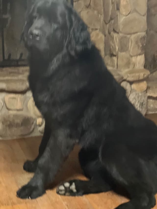 Newfoundland Puppies media 6