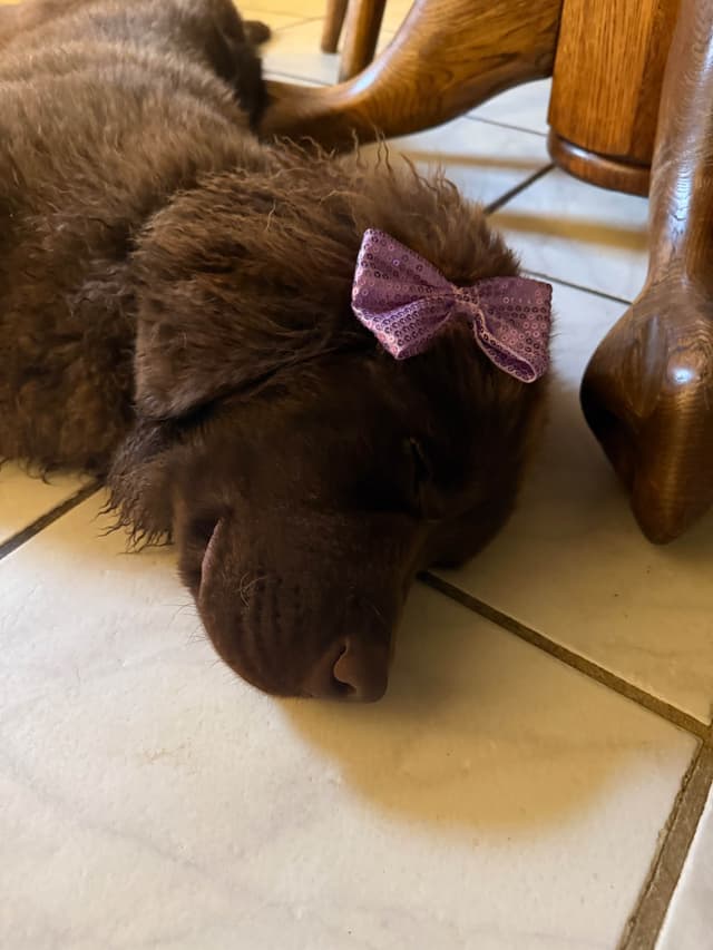 Newfoundland Puppies media 7