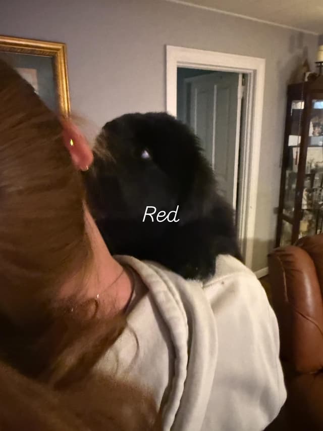 Newfoundland Puppies media 10