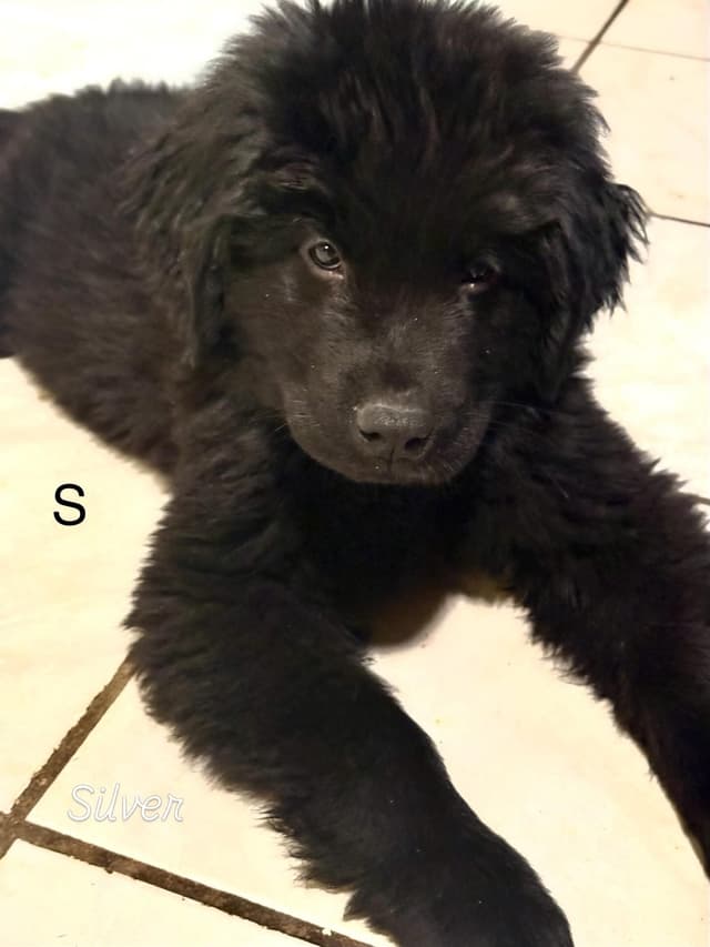 Newfoundland Puppies media 11