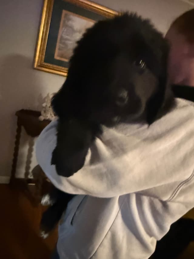 Newfoundland Puppies media 12