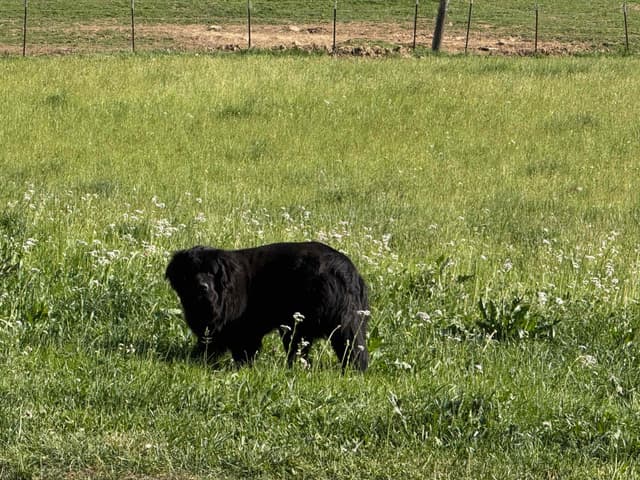 Newfoundland Puppies media 13