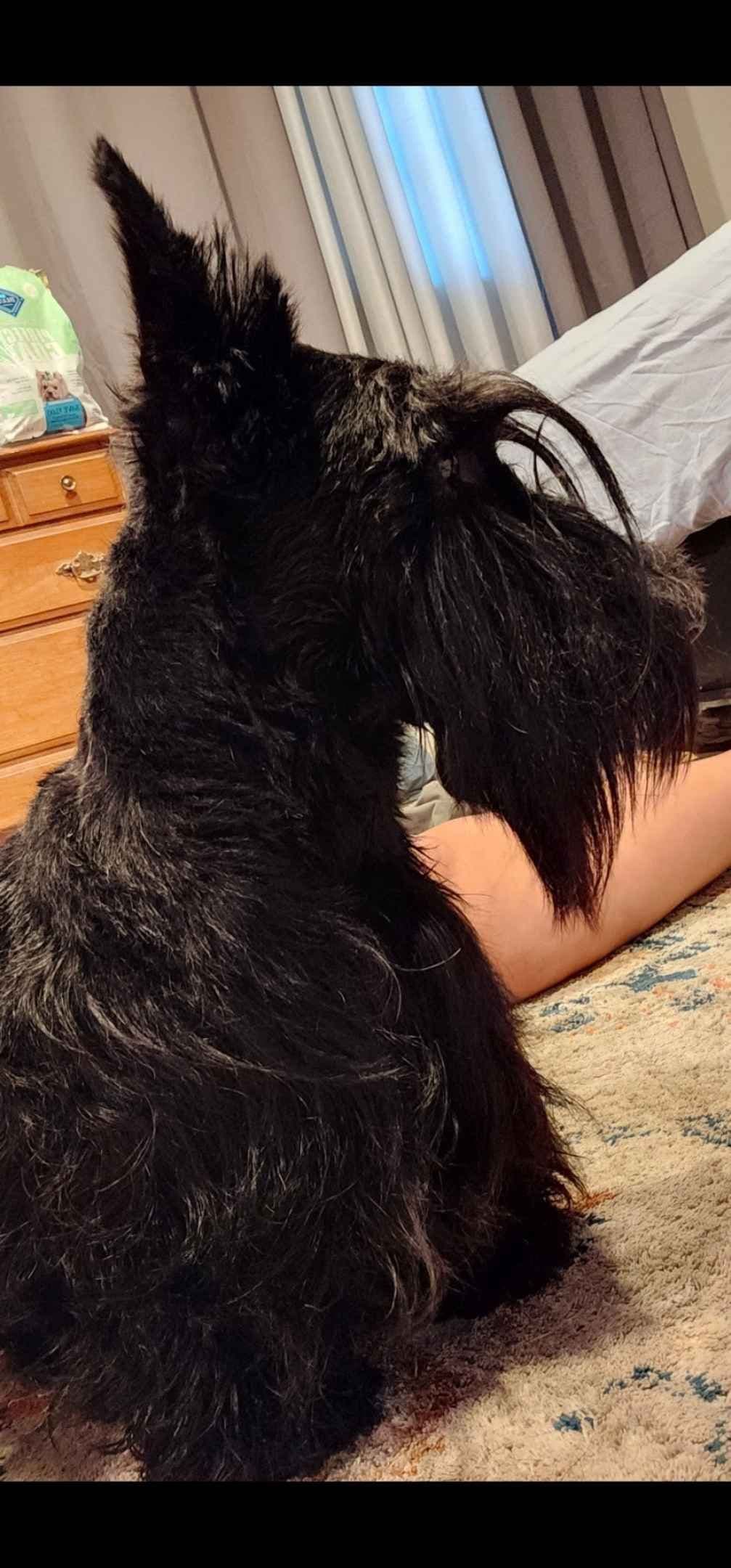 Scottish Terrier Puppies breeder image 2