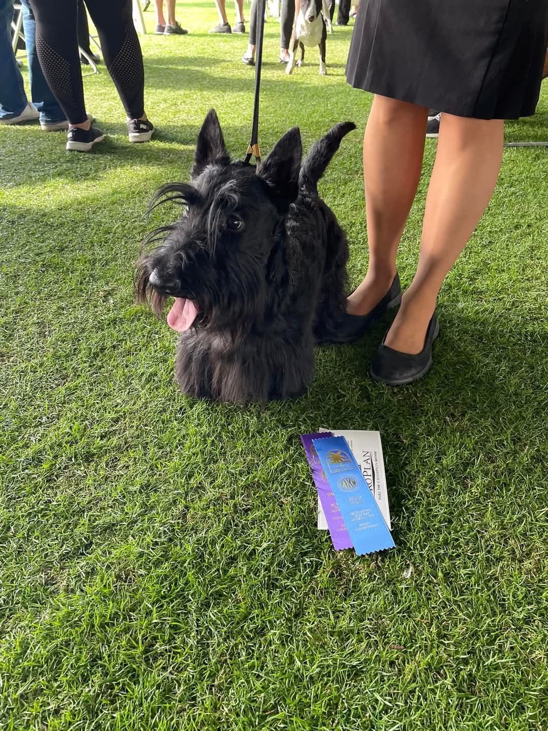 Scottish Terrier Puppies breeder image 5