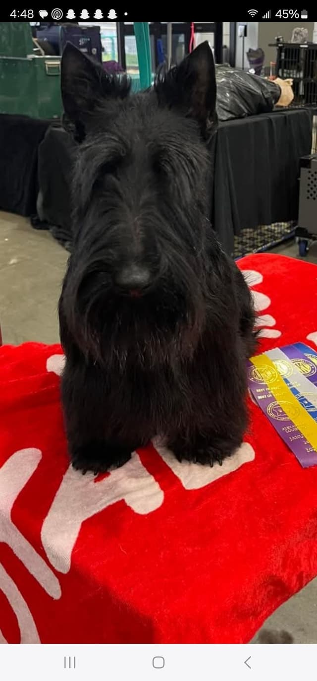 Scottish Terrier Puppies media 4