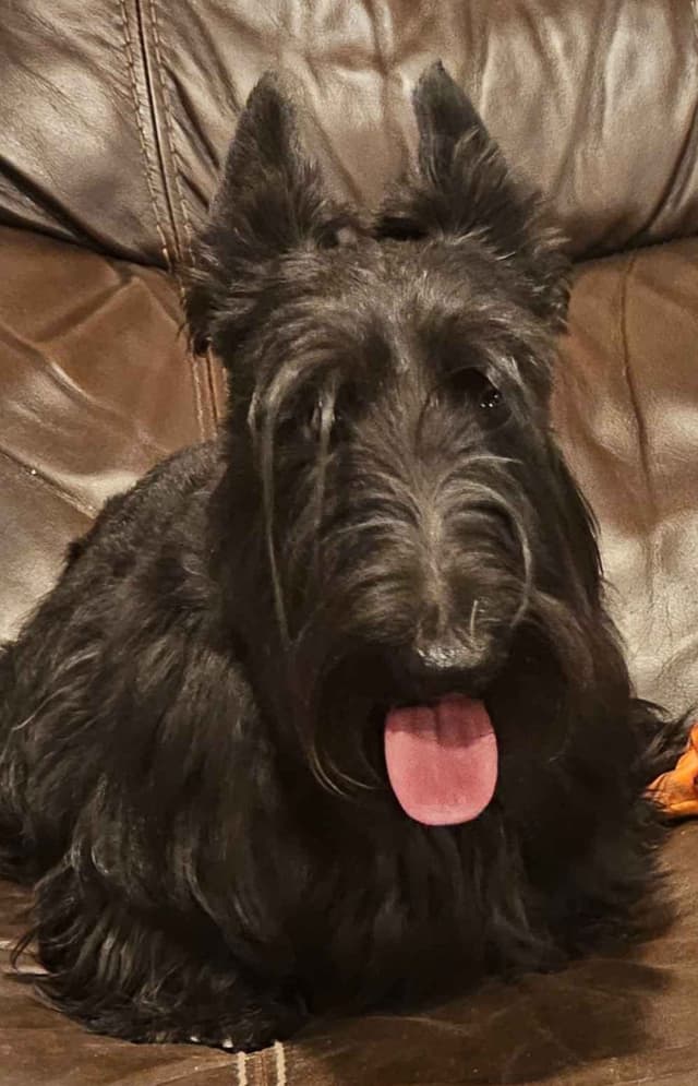 Scottish Terrier Puppies media 3