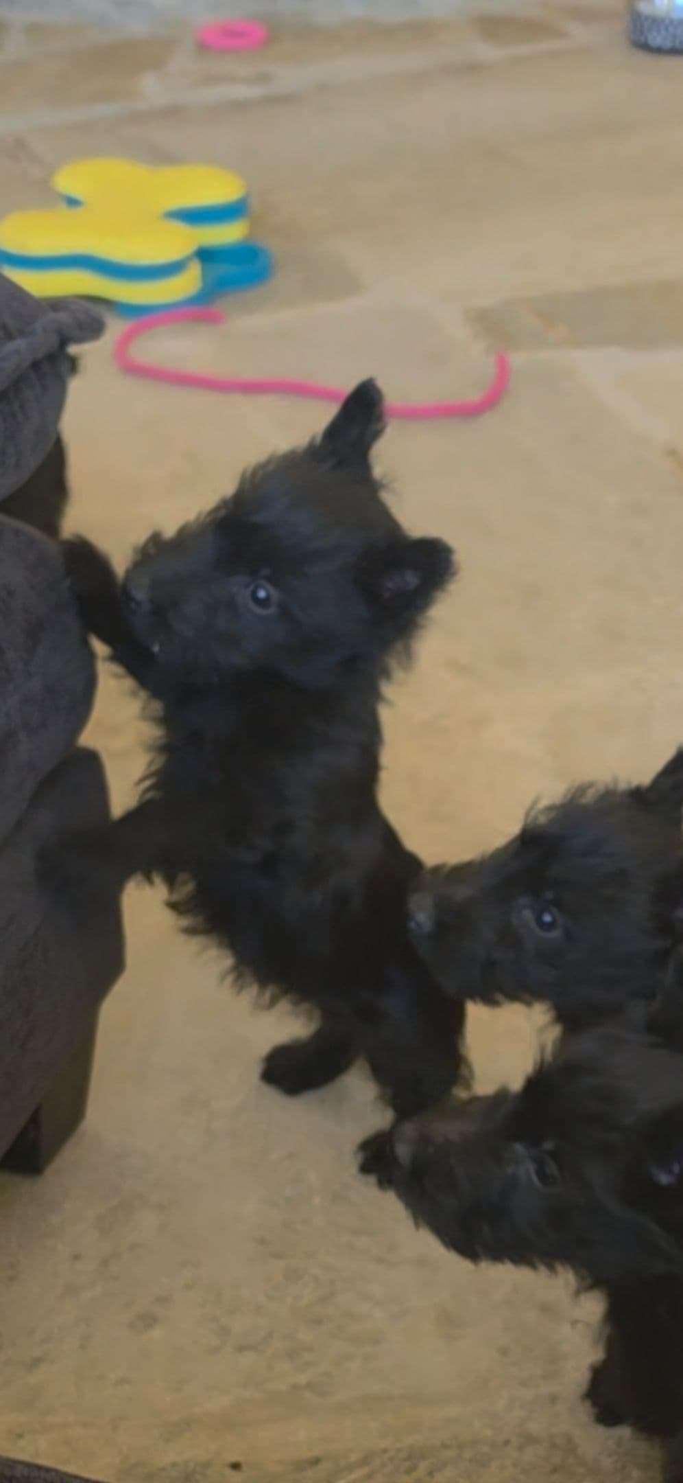 Scottish Terrier Puppies breeder image 8