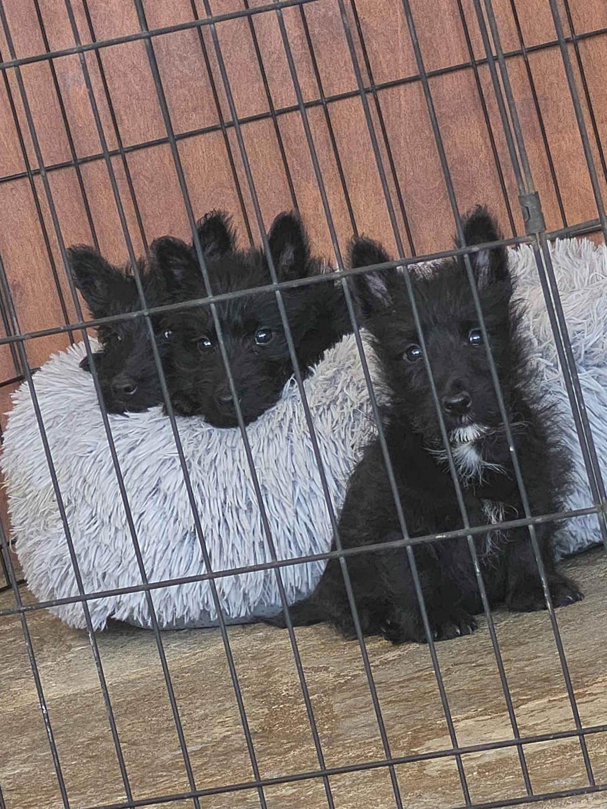 Scottish Terrier Puppies breeder image 6