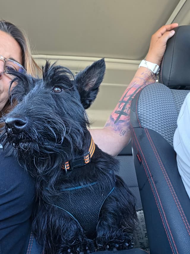 Scottish Terrier Puppies media 6