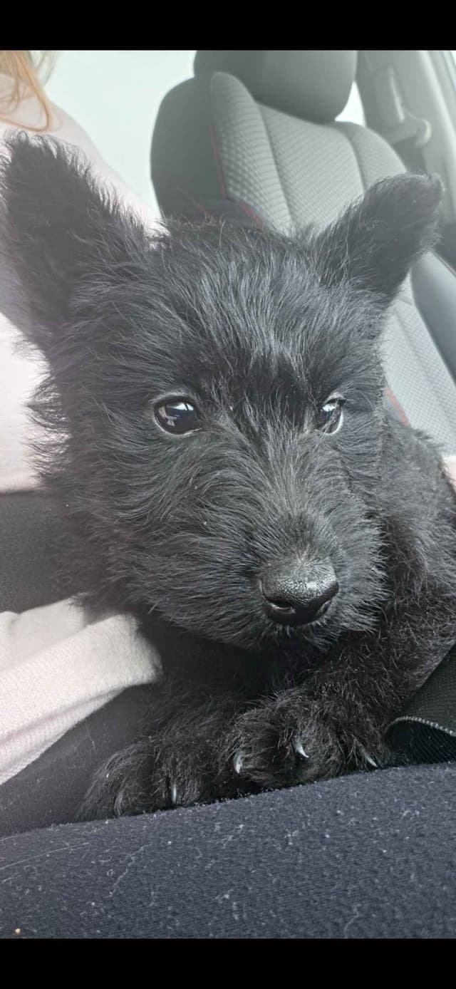 Scottish Terrier Puppies media 8