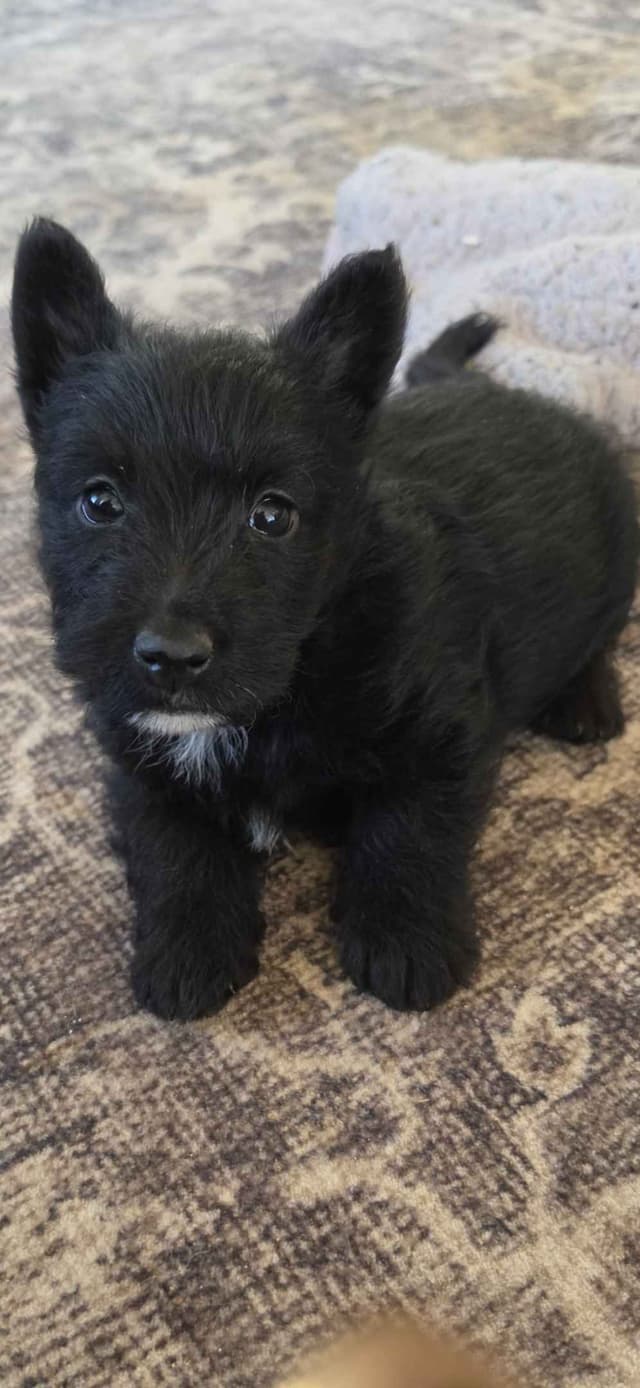 Scottish Terrier Puppies media 9
