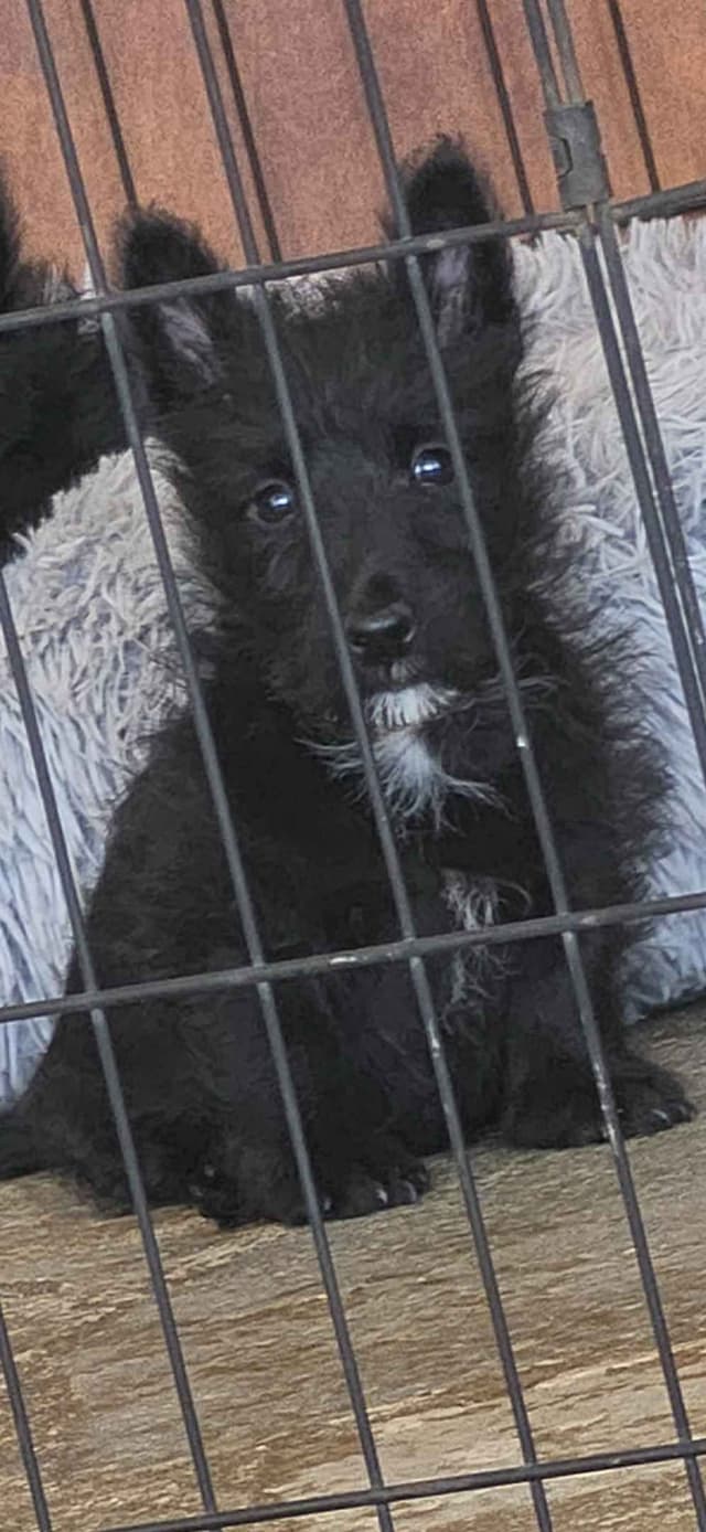 Scottish Terrier Puppies media 10