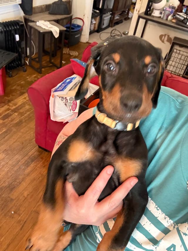 Doberman Pinscher Puppies media 2