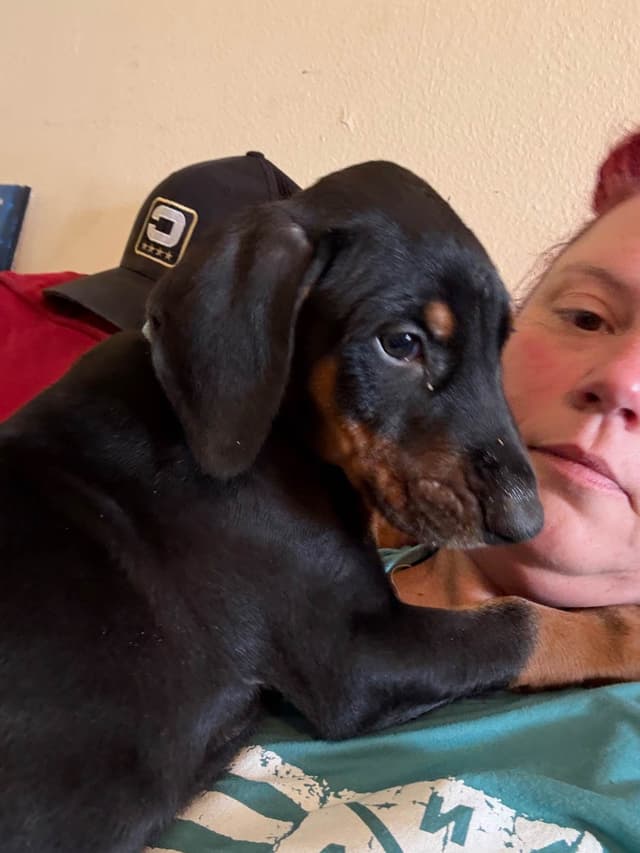 Doberman Pinscher Puppies media 3
